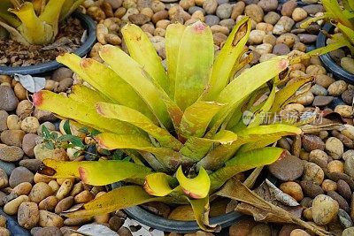 花园公园里的Aechmea fasciata